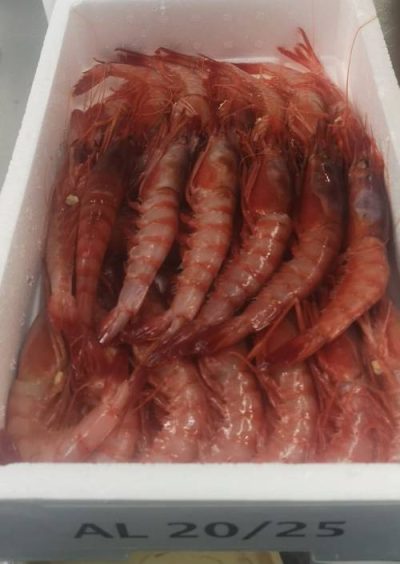 Gamba alistada