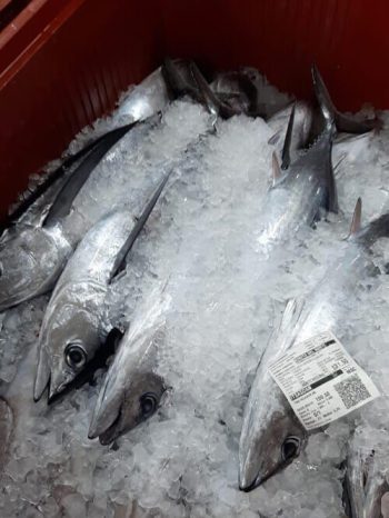 Bonito del norte