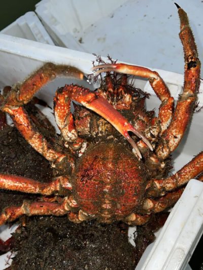 Centolla gallega